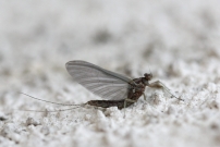 (Ephmroptre - Baetidae - Cloeon dipterum)